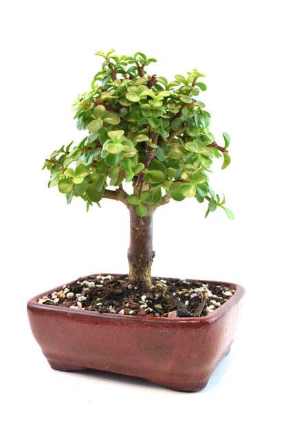 Dwarf Green Jade Ceramic 7" Pot - One of a Kind Bonsai
