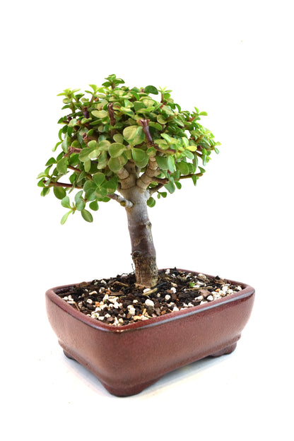Dwarf Green Jade Ceramic 7" Pot - One of a Kind Bonsai