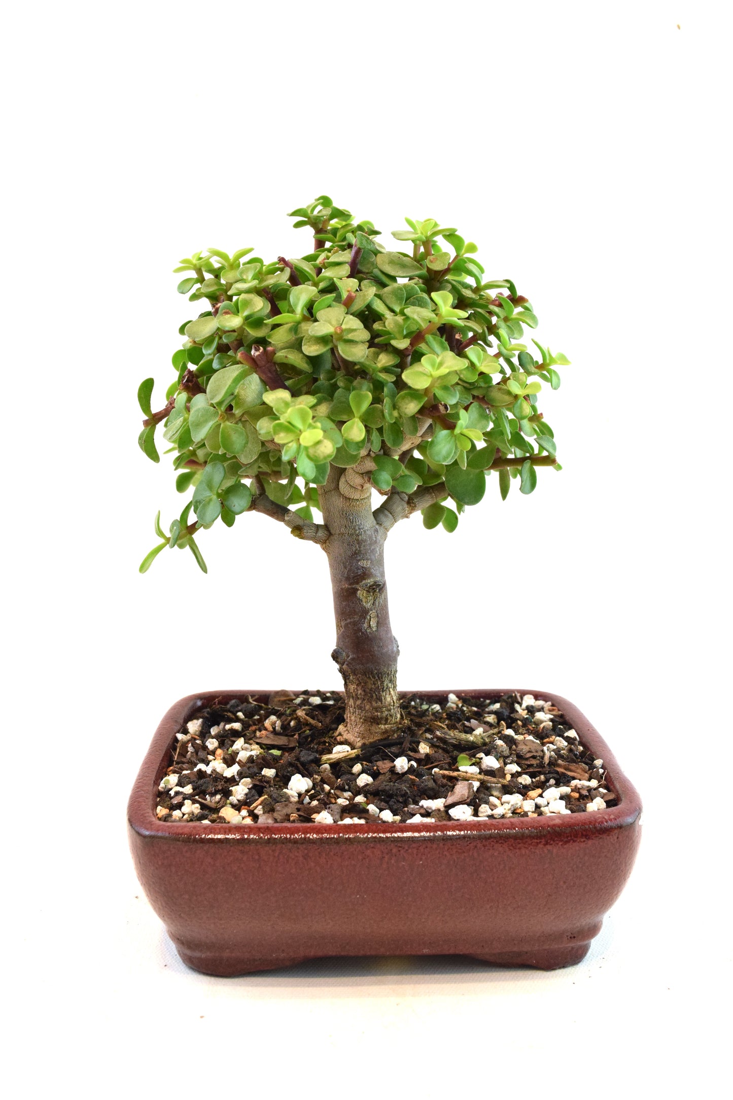 Dwarf Green Jade Ceramic 7" Pot - One of a Kind Bonsai