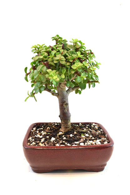 Dwarf Green Jade Ceramic 7" Pot - One of a Kind Bonsai