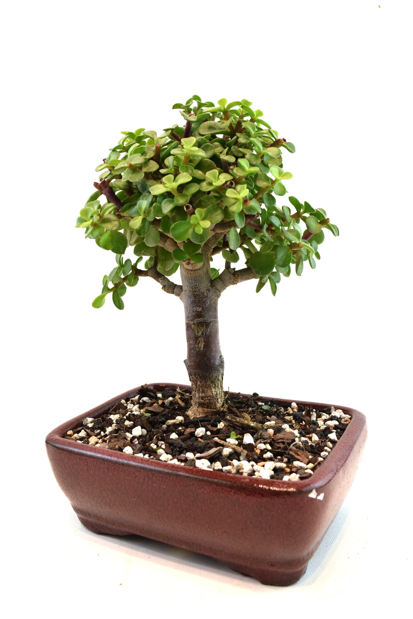 Dwarf Green Jade Ceramic 7" Pot - One of a Kind Bonsai