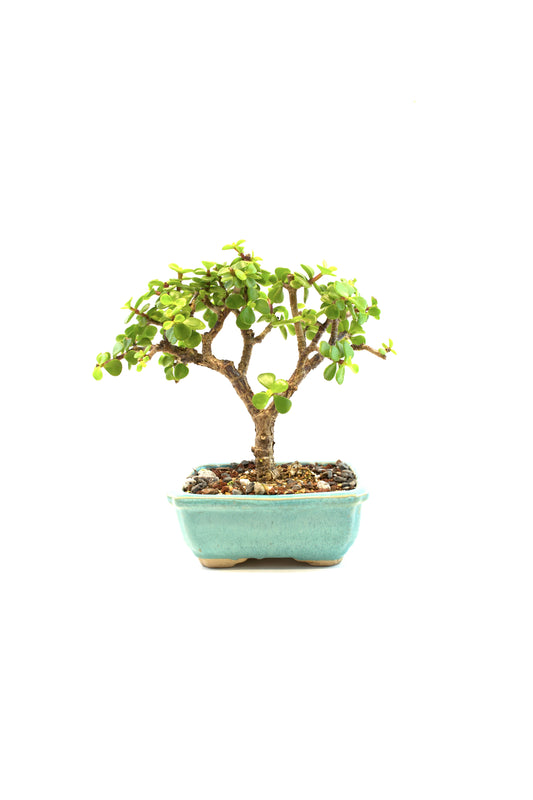 Dwarf Green Jade Ceramic 5" Pot - One of a Kind Bonsai