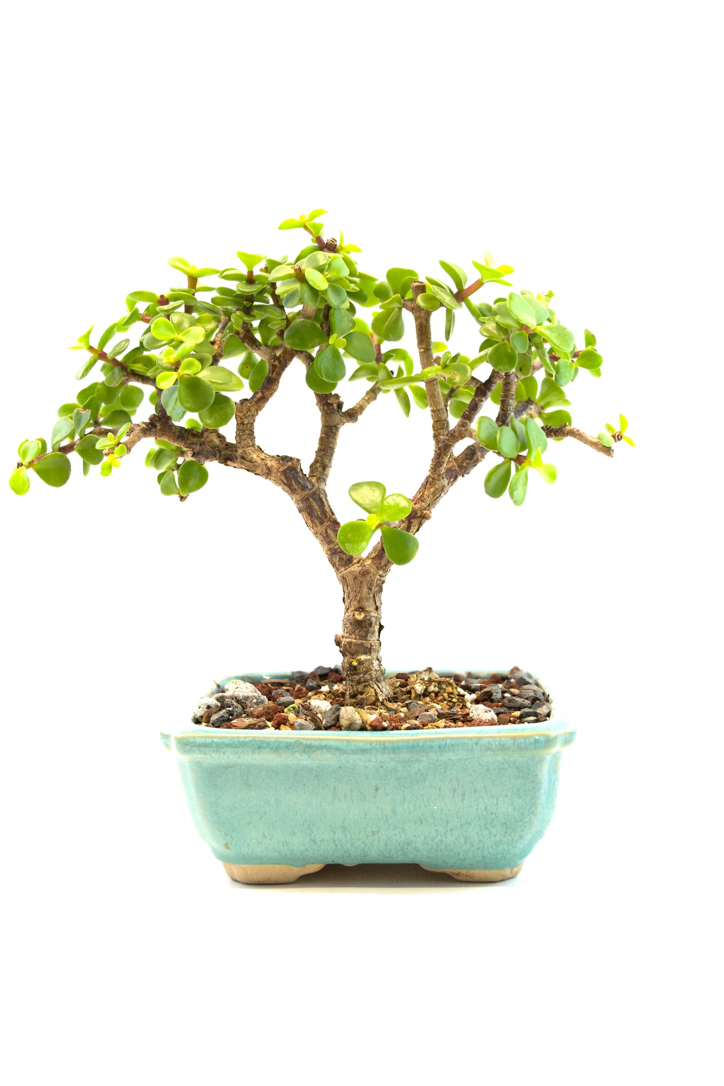 Dwarf Green Jade Ceramic 5" Pot - One of a Kind Bonsai