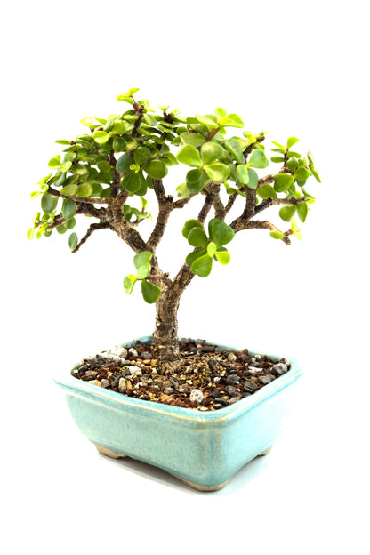 Dwarf Green Jade Ceramic 5" Pot - One of a Kind Bonsai