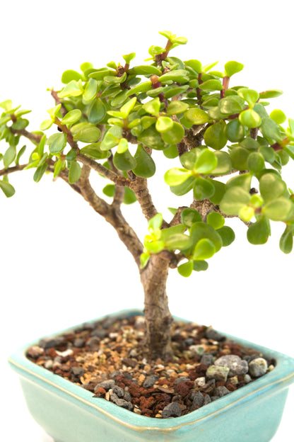 Dwarf Green Jade Ceramic 5" Pot - One of a Kind Bonsai