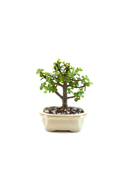Dwarf Green Jade Ceramic 5" Pot - One of a Kind Bonsai