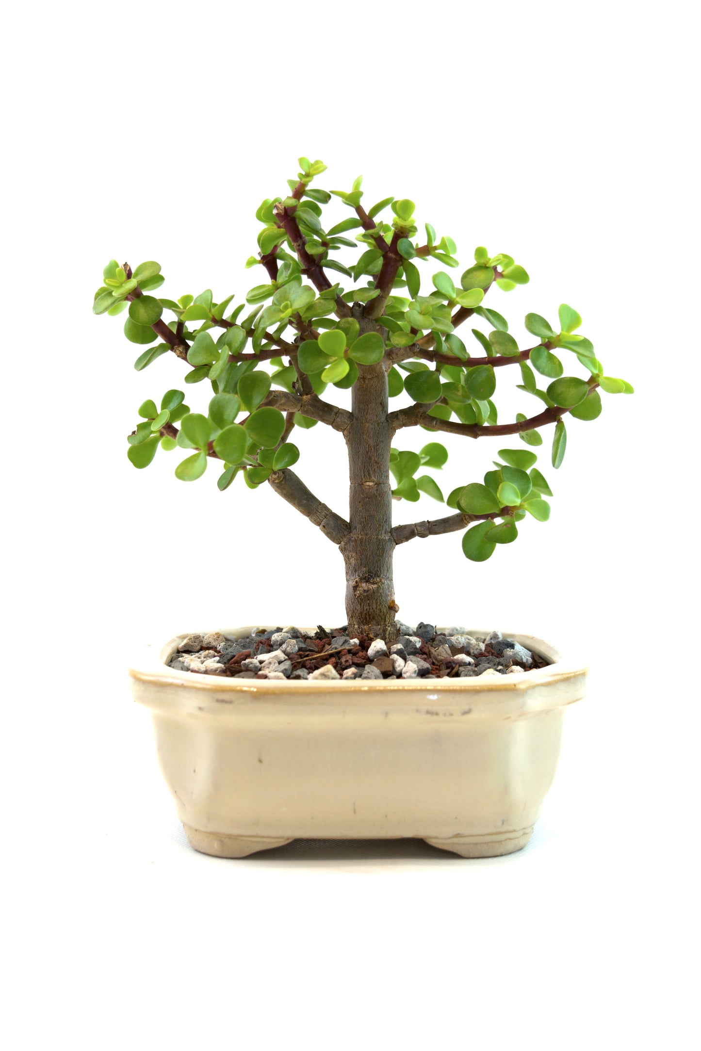 Dwarf Green Jade Ceramic 5" Pot - One of a Kind Bonsai