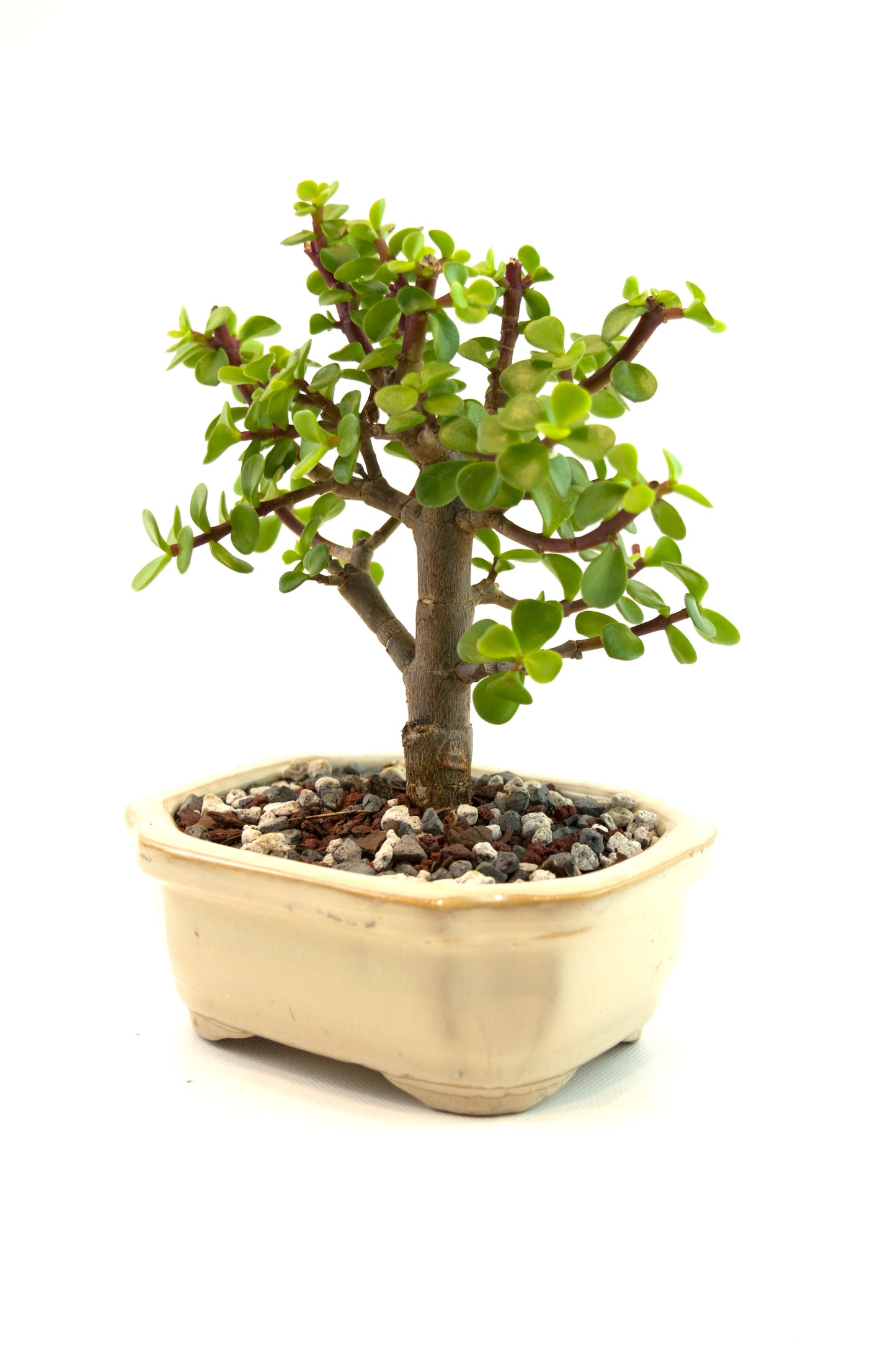 Dwarf Green Jade Ceramic 5" Pot - One of a Kind Bonsai