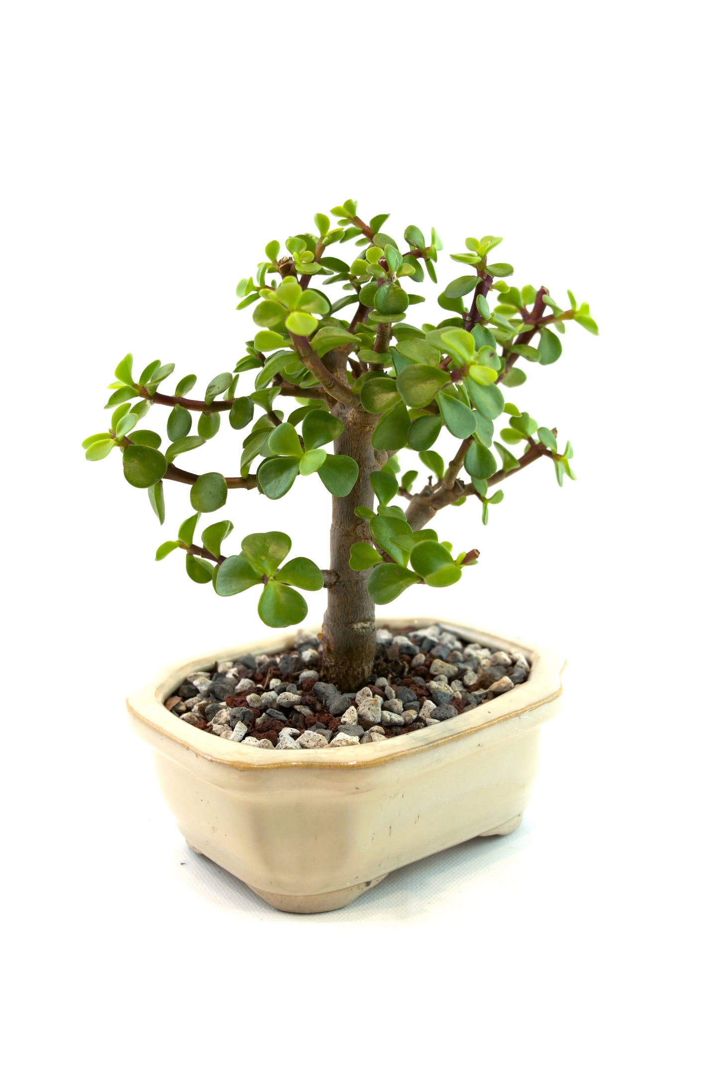 Dwarf Green Jade Ceramic 5" Pot - One of a Kind Bonsai