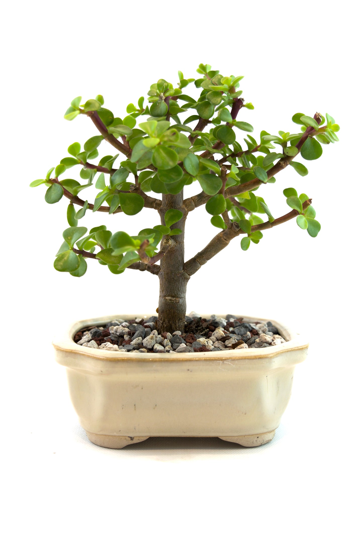 Dwarf Green Jade Ceramic 5" Pot - One of a Kind Bonsai