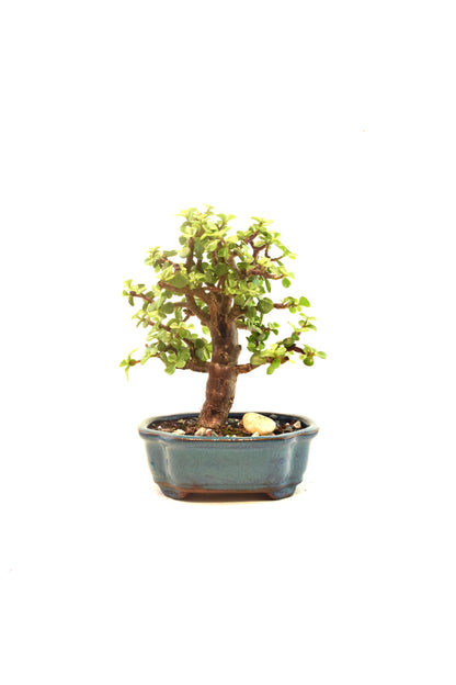 Dwarf Green Jade Ceramic 6" Pot - One of a Kind Bonsai