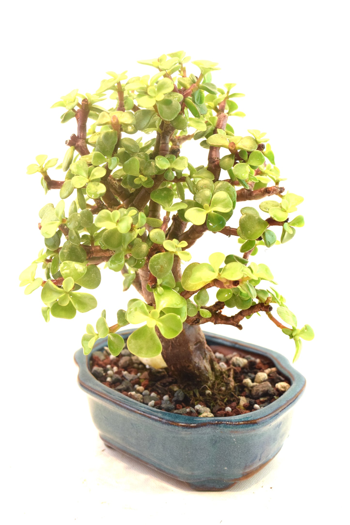 Dwarf Green Jade Ceramic 6" Pot - One of a Kind Bonsai