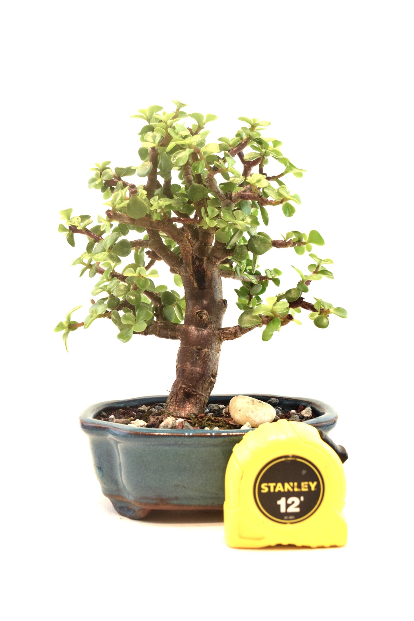 Dwarf Green Jade Ceramic 6" Pot - One of a Kind Bonsai
