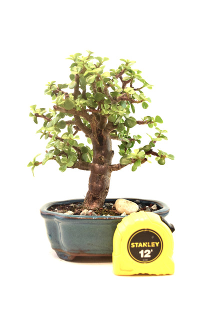 Dwarf Green Jade Ceramic 6" Pot - One of a Kind Bonsai