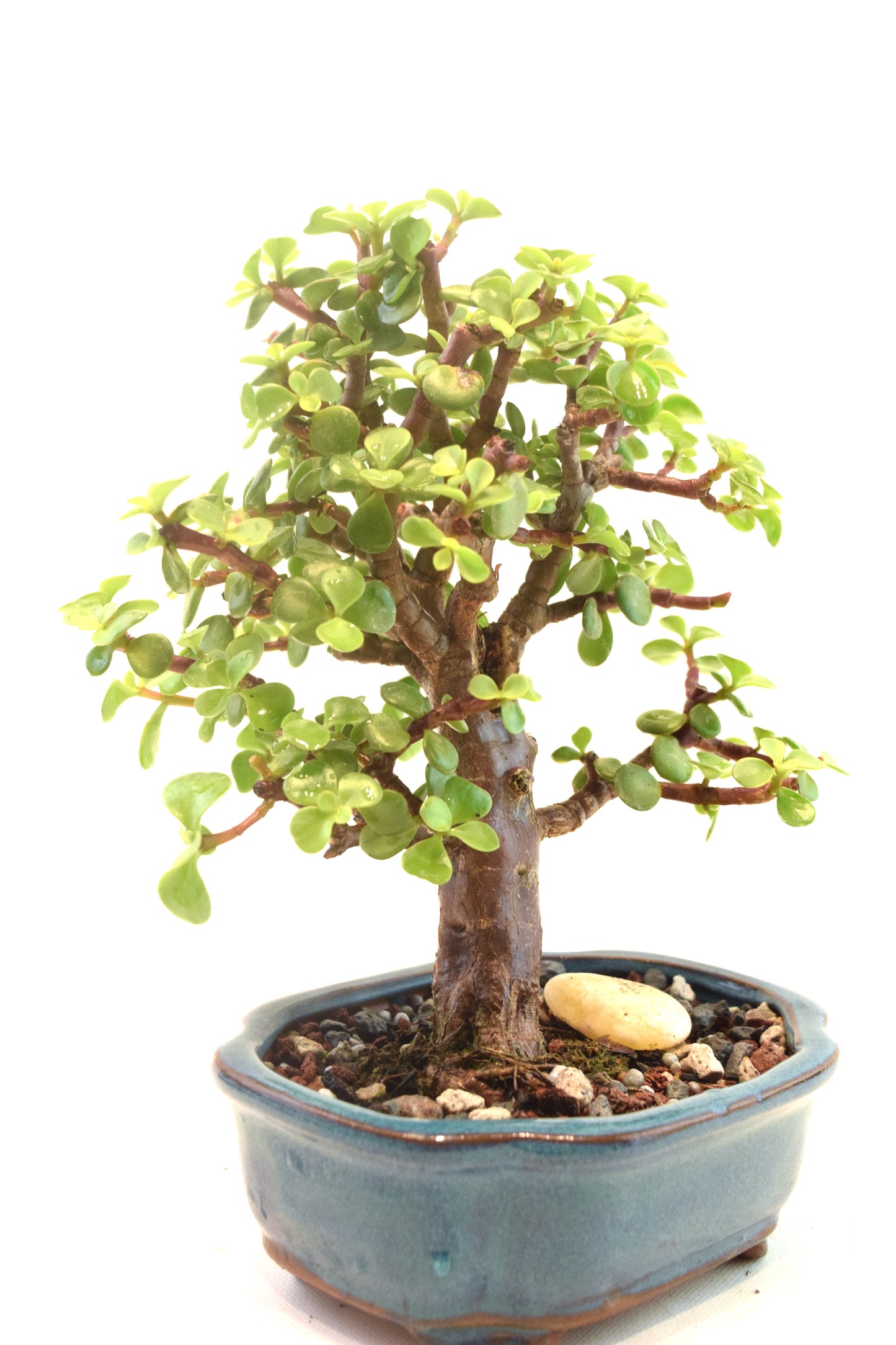 Dwarf Green Jade Ceramic 6" Pot - One of a Kind Bonsai