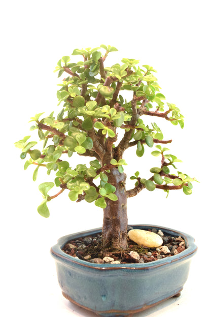 Dwarf Green Jade Ceramic 6" Pot - One of a Kind Bonsai