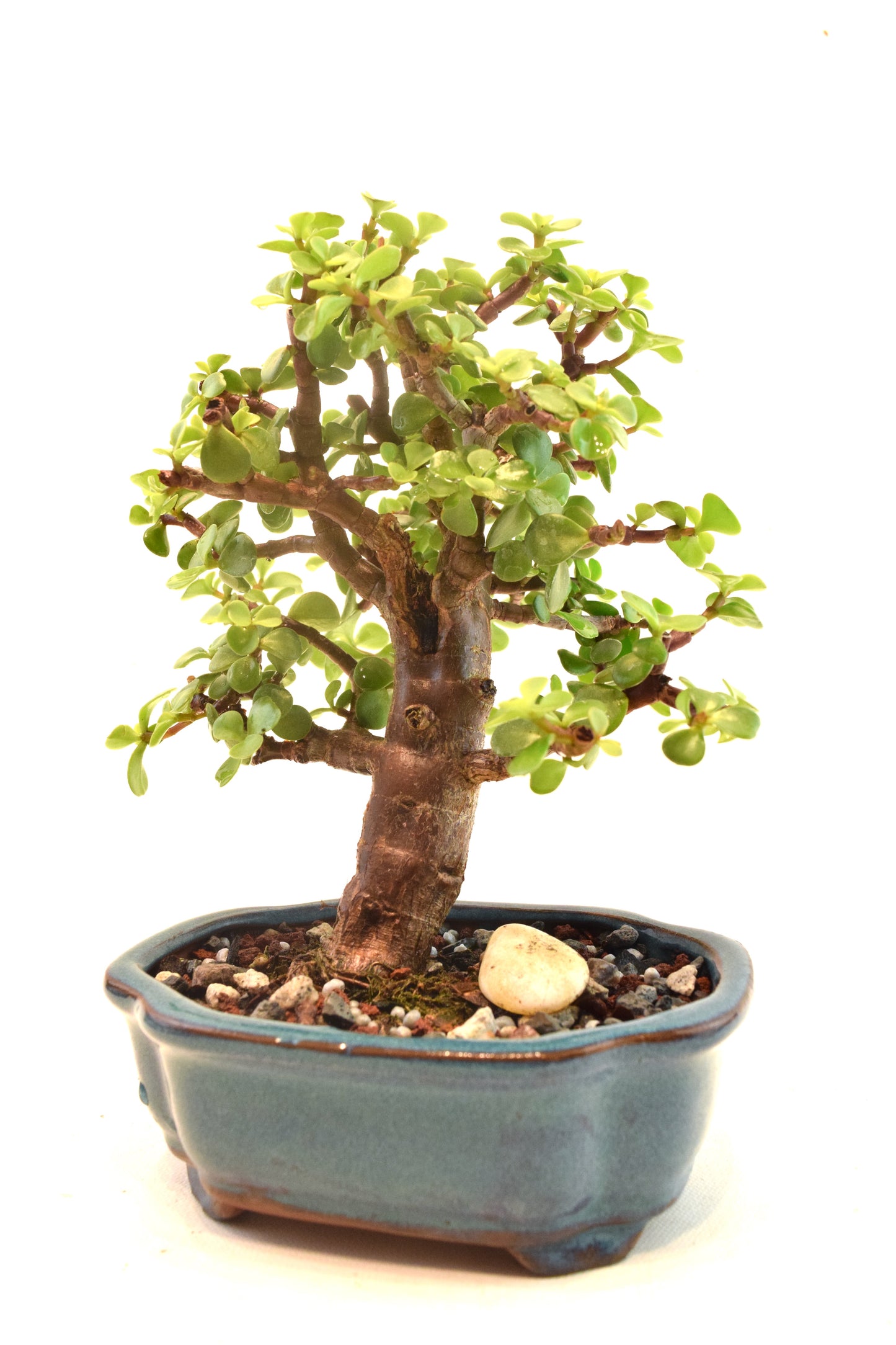 Dwarf Green Jade Ceramic 6" Pot - One of a Kind Bonsai