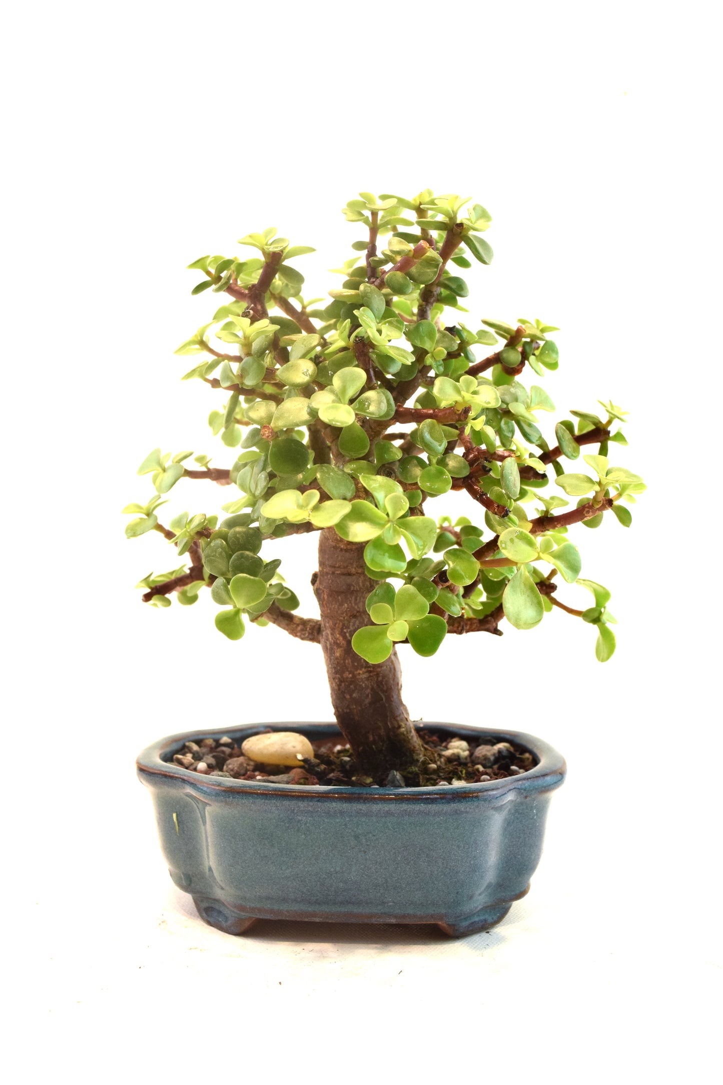 Dwarf Green Jade Ceramic 6" Pot - One of a Kind Bonsai