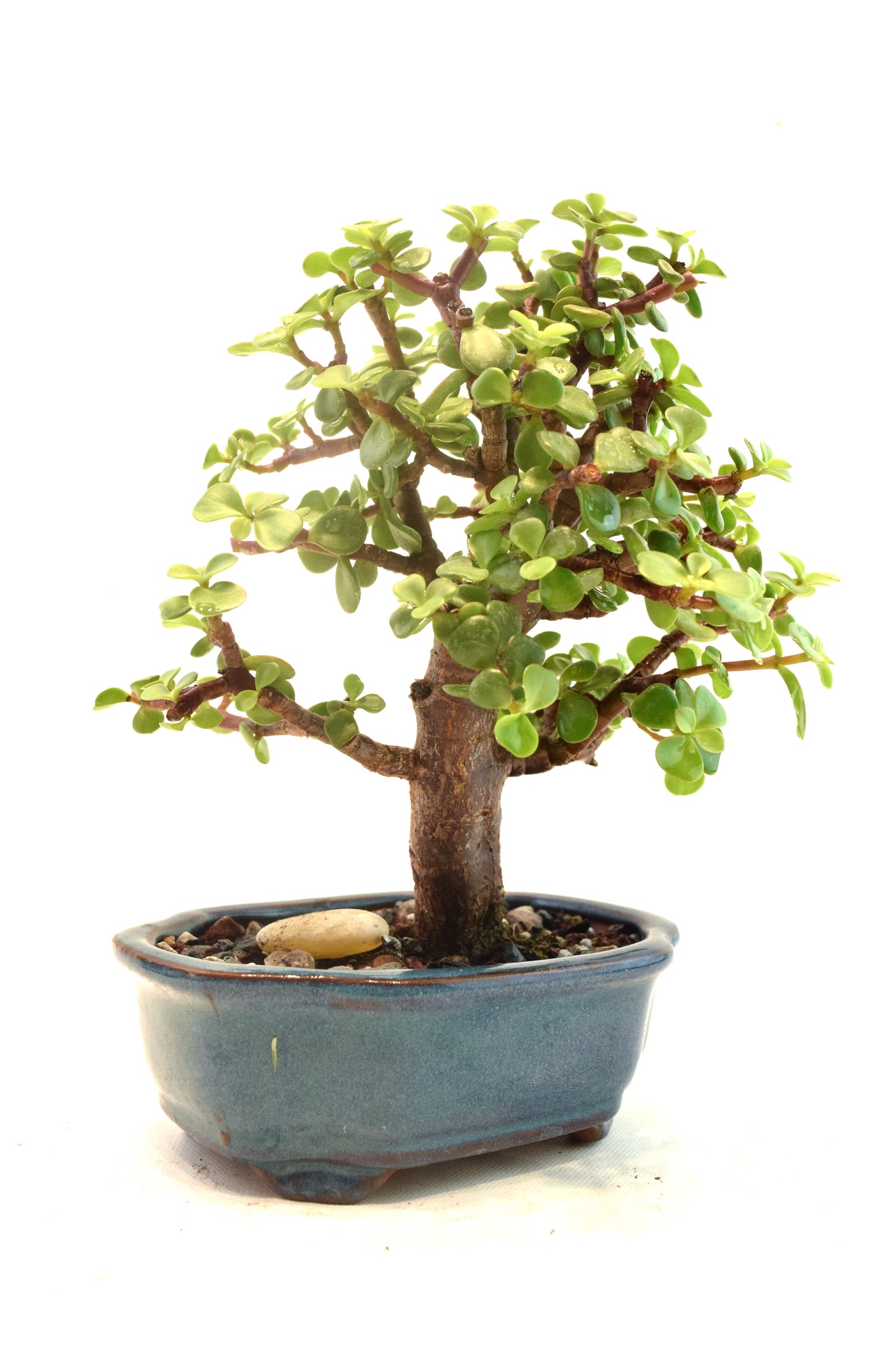 Dwarf Green Jade Ceramic 6" Pot - One of a Kind Bonsai