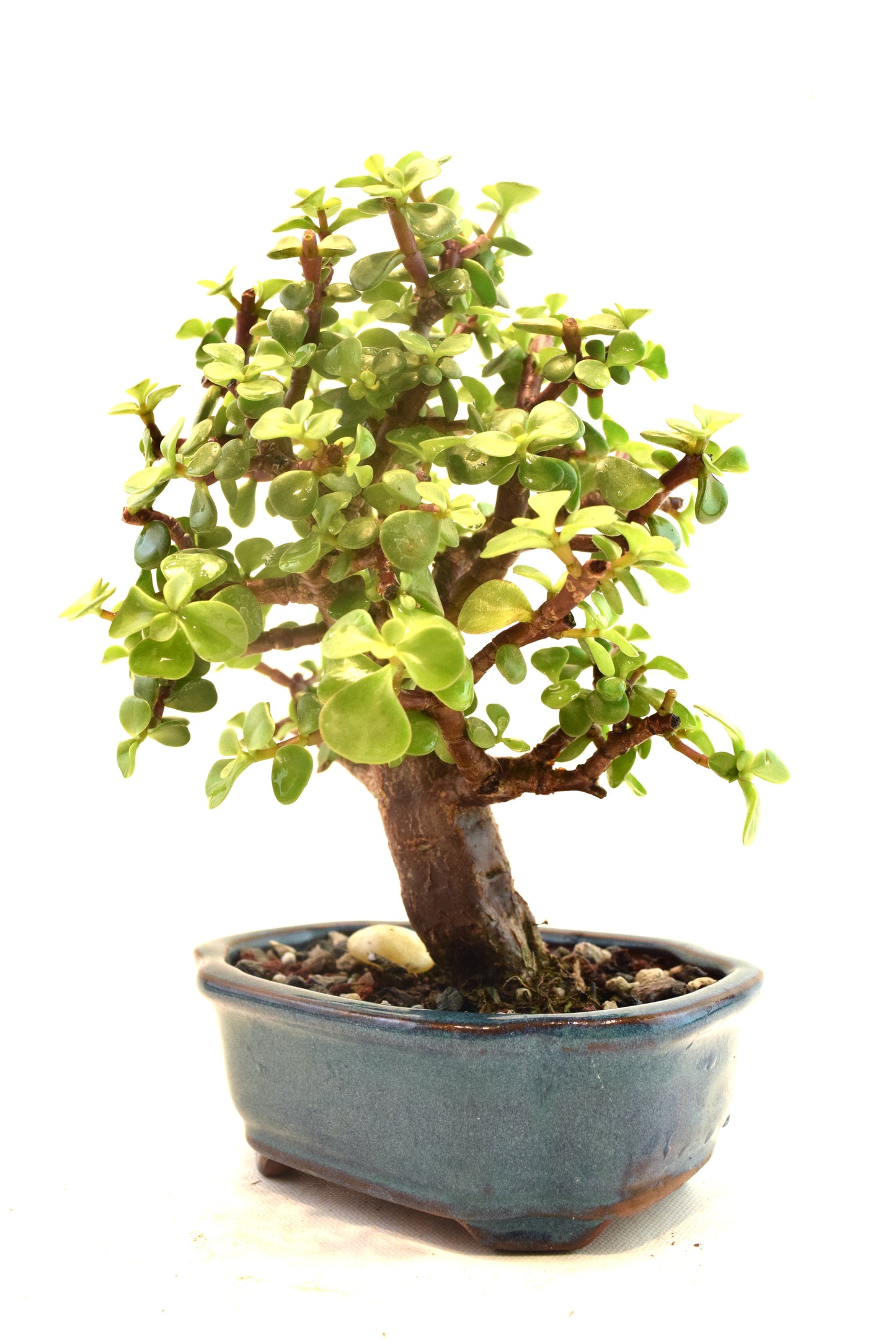 Dwarf Green Jade Ceramic 6" Pot - One of a Kind Bonsai