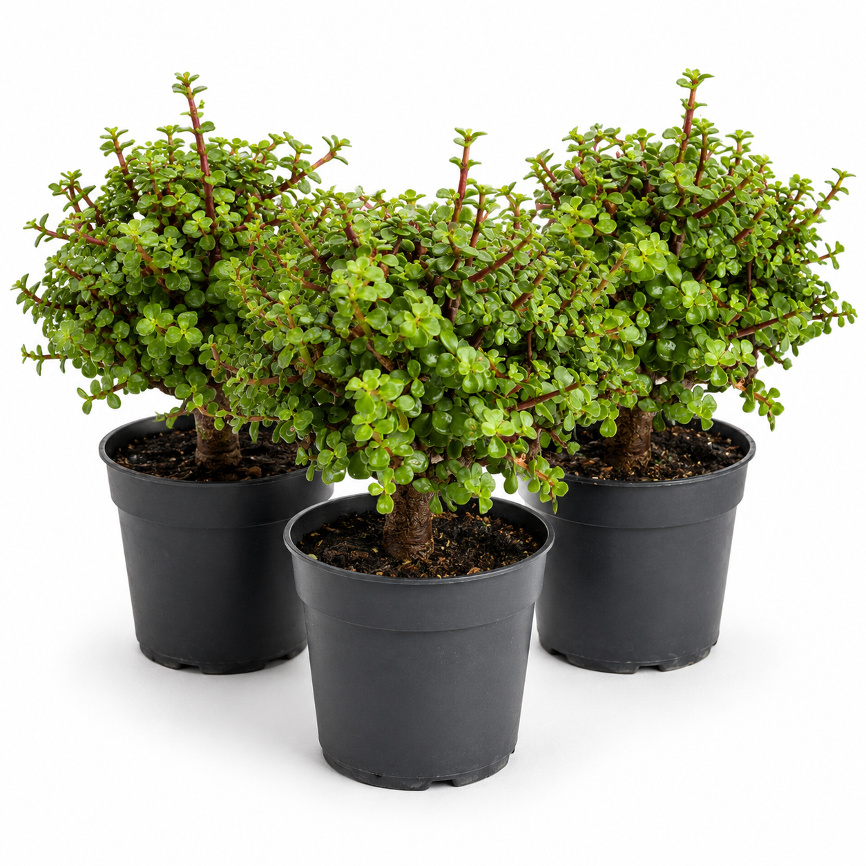 Dwarf Green Jade in 6" Pot - Pre Bonsai