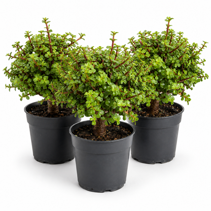 Dwarf Green Jade in 6" Pot - Pre Bonsai