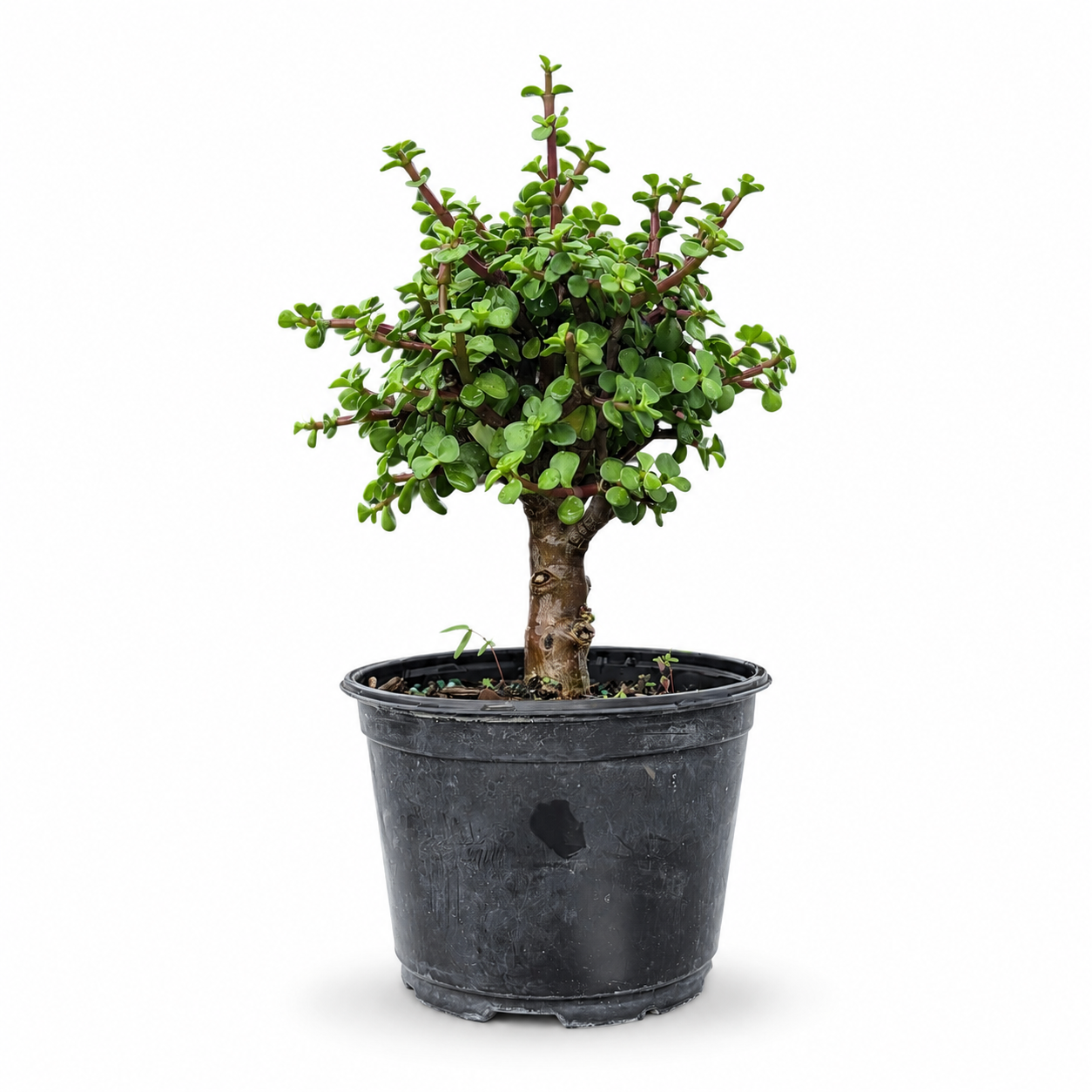 Dwarf Green Jade in 6" Pot - Pre Bonsai