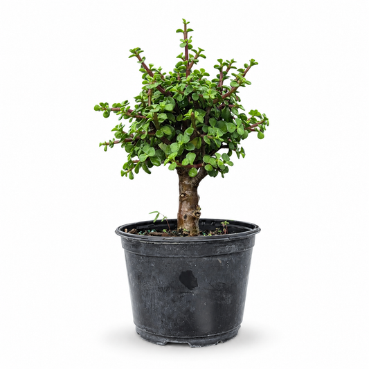 Dwarf Green Jade in 6" Pot - Pre Bonsai