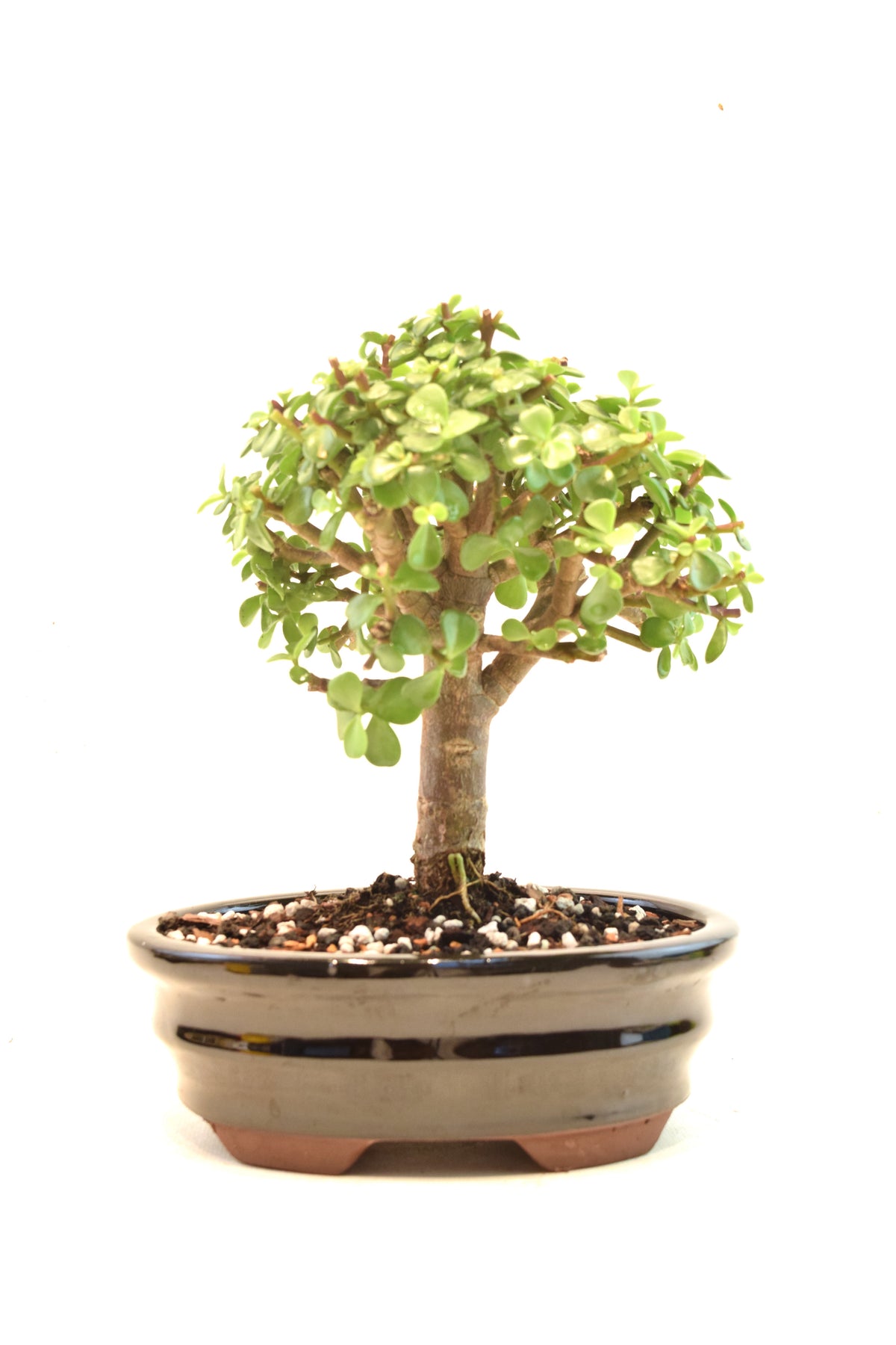 Dwarf Green Jade Ceramic 7.5" Pot - One of a Kind Bonsai