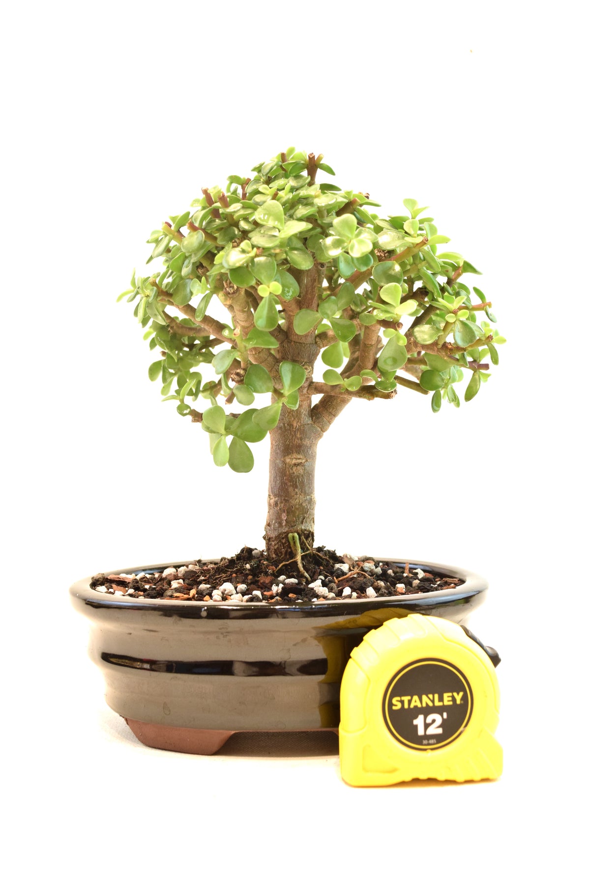 Dwarf Green Jade Ceramic 7.5" Pot - One of a Kind Bonsai