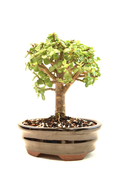 Dwarf Green Jade Ceramic 7.5" Pot - One of a Kind Bonsai