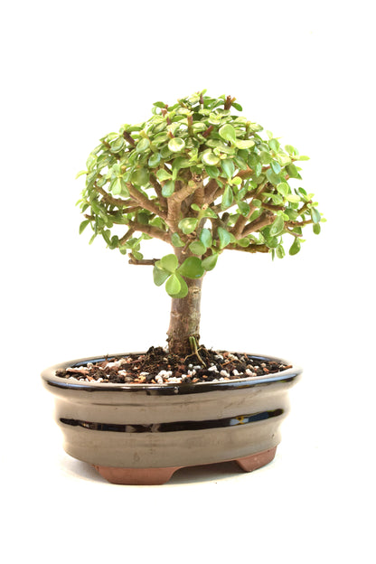Dwarf Green Jade Ceramic 7.5" Pot - One of a Kind Bonsai