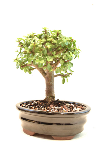 Dwarf Green Jade Ceramic 7.5" Pot - One of a Kind Bonsai
