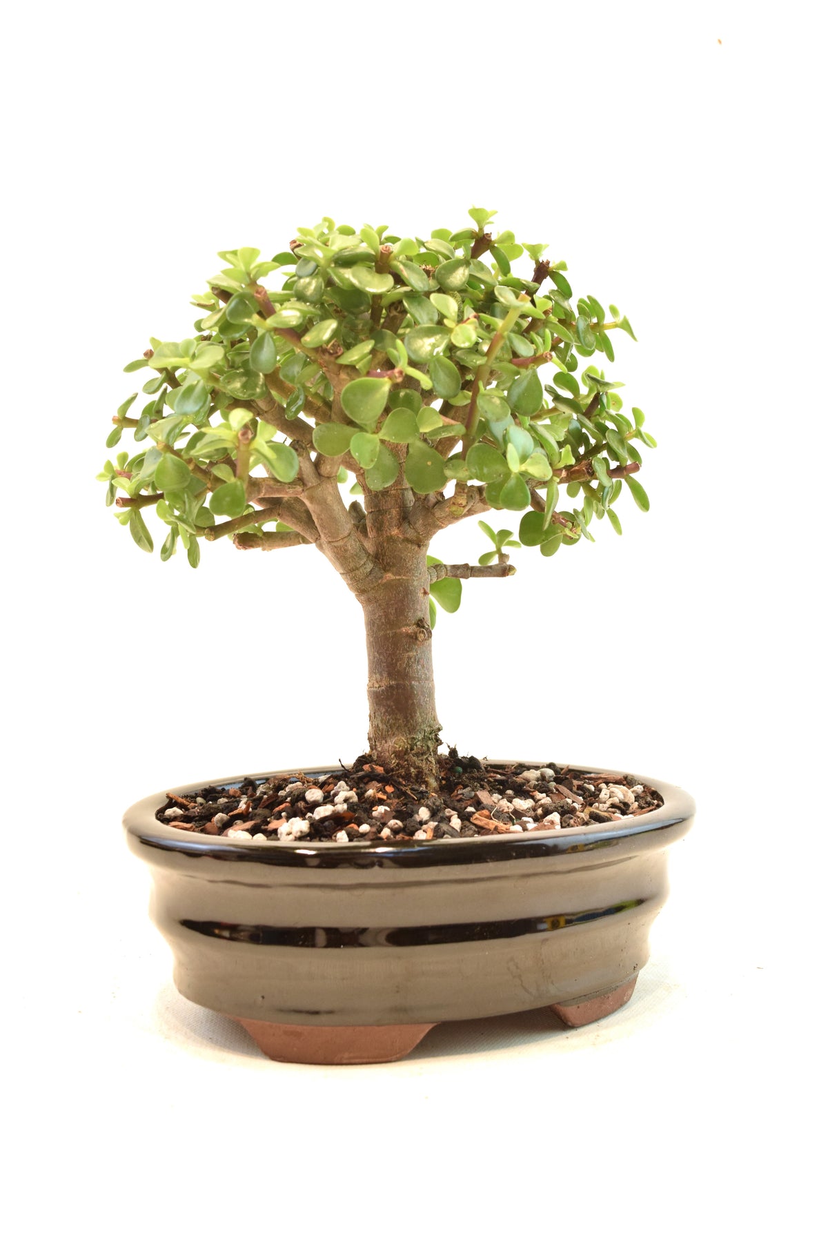 Dwarf Green Jade Ceramic 7.5" Pot - One of a Kind Bonsai
