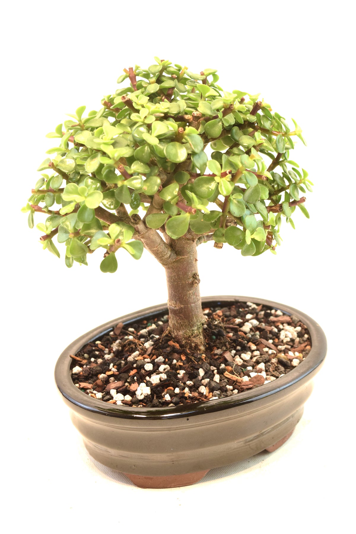 Dwarf Green Jade Ceramic 7.5" Pot - One of a Kind Bonsai