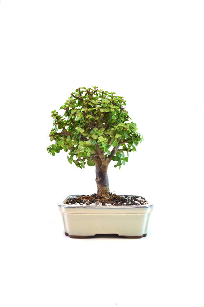 Dwarf Green Jade Ceramic 7.5" Pot - One of a Kind Bonsai