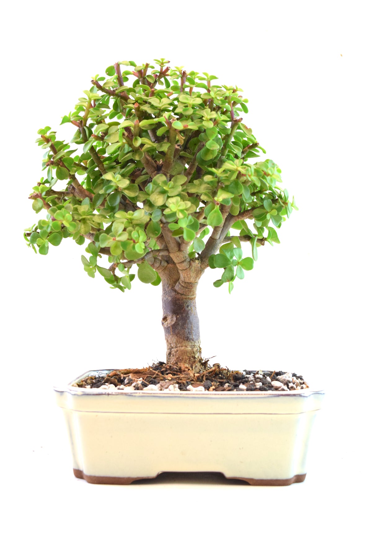 Dwarf Green Jade Ceramic 7.5" Pot - One of a Kind Bonsai