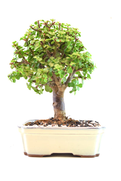 Dwarf Green Jade Ceramic 7.5" Pot - One of a Kind Bonsai