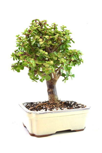 Dwarf Green Jade Ceramic 7.5" Pot - One of a Kind Bonsai