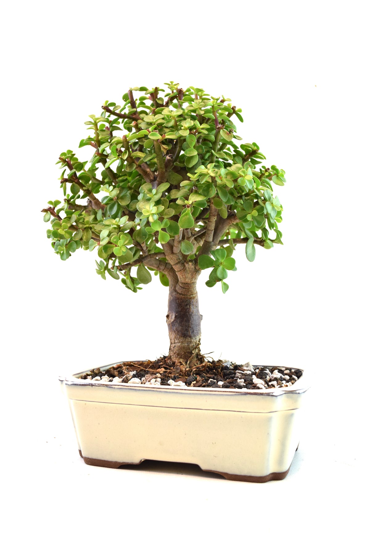 Dwarf Green Jade Ceramic 7.5" Pot - One of a Kind Bonsai