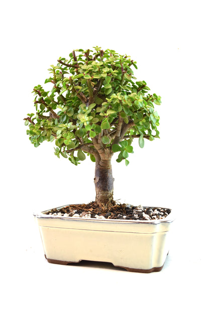Dwarf Green Jade Ceramic 7.5" Pot - One of a Kind Bonsai