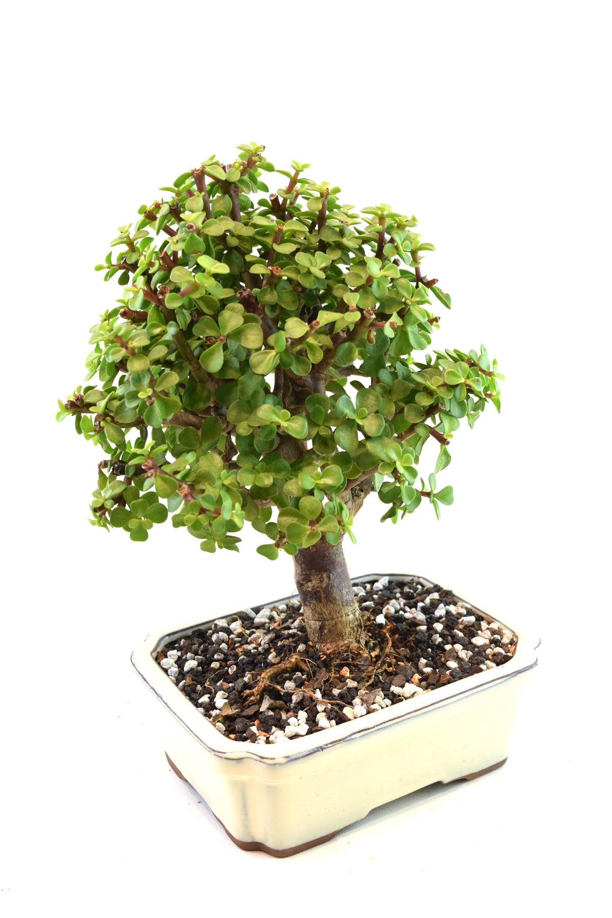 Dwarf Green Jade Ceramic 7.5" Pot - One of a Kind Bonsai