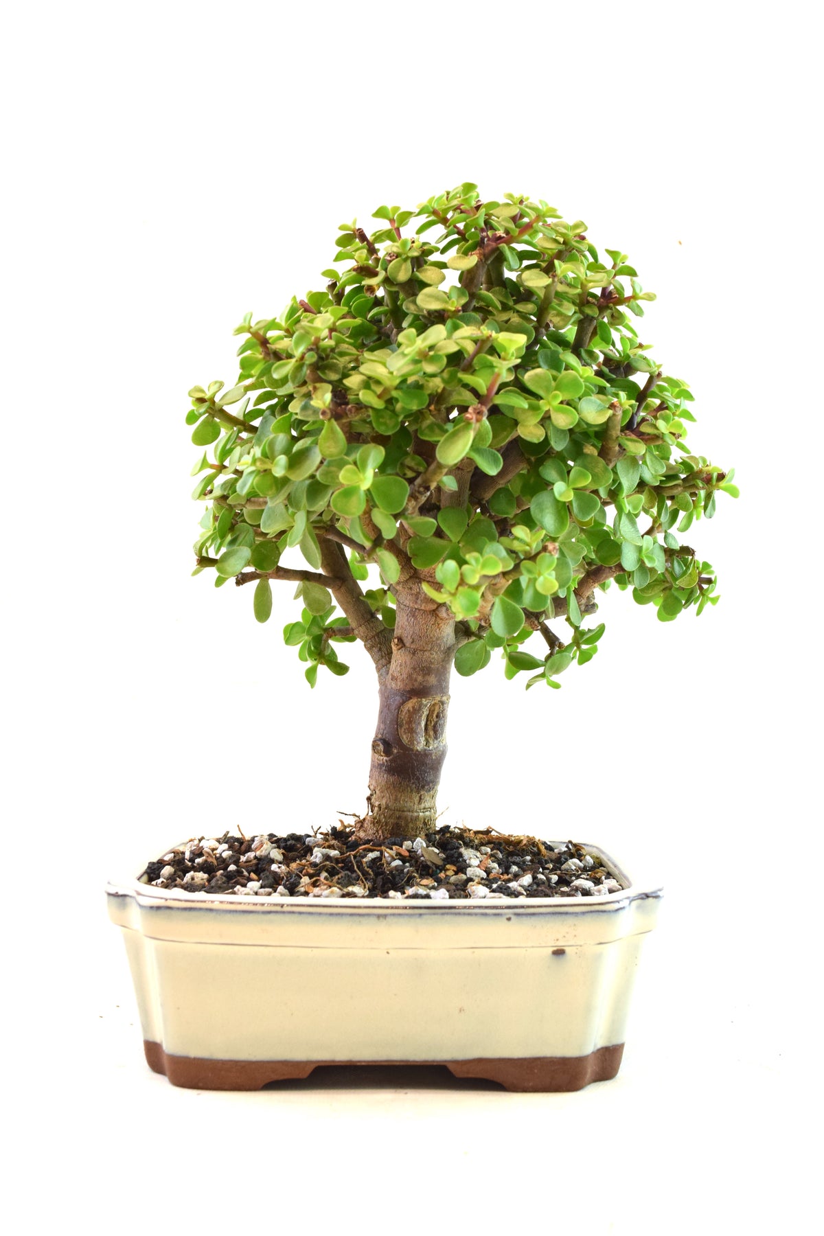 Dwarf Green Jade Ceramic 7.5" Pot - One of a Kind Bonsai