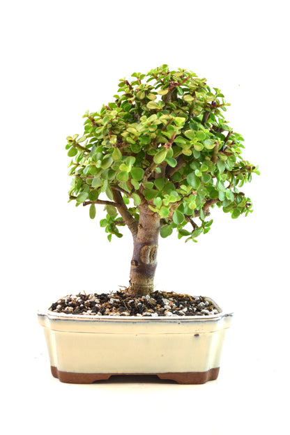 Dwarf Green Jade Ceramic 7.5" Pot - One of a Kind Bonsai