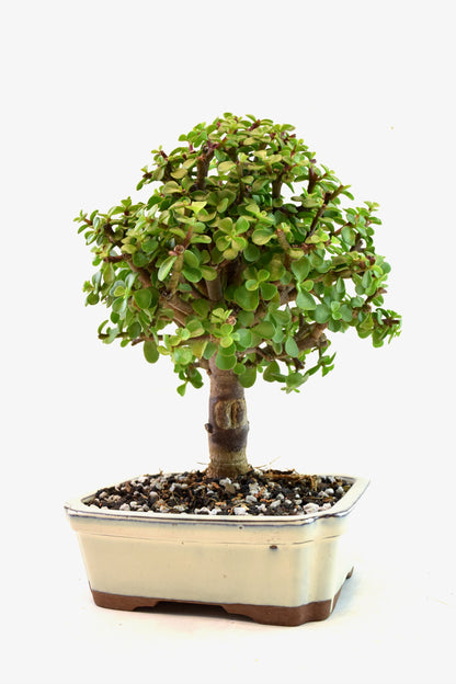 Dwarf Green Jade Ceramic 7.5" Pot - One of a Kind Bonsai