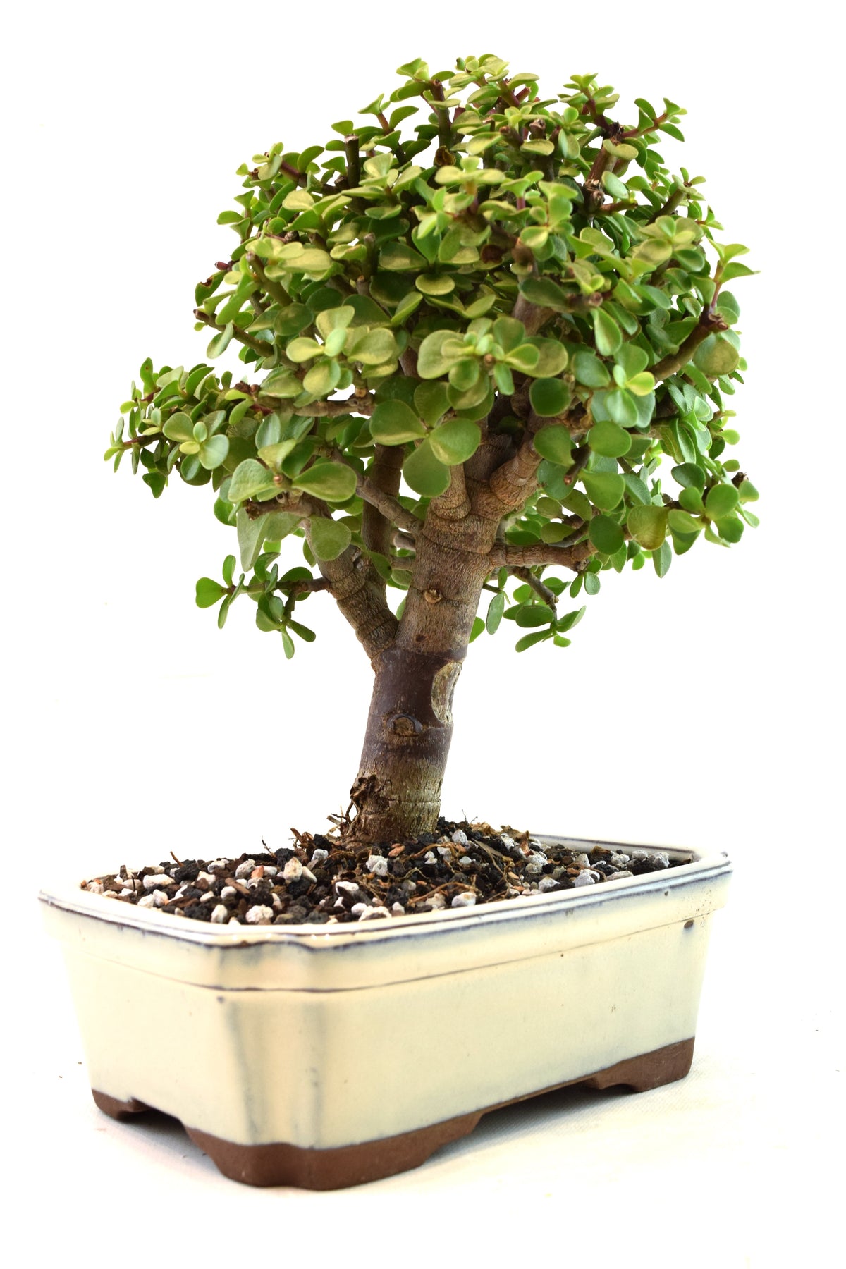Dwarf Green Jade Ceramic 7.5" Pot - One of a Kind Bonsai