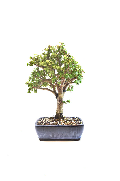 Dwarf Green Jade Ceramic 8" Pot - One of a Kind Bonsai