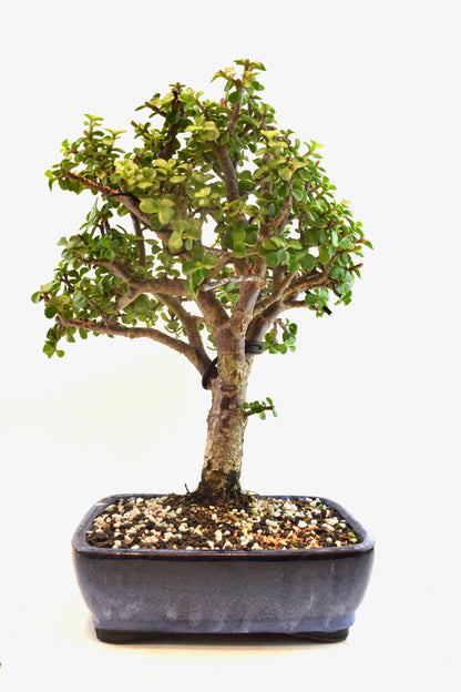 Dwarf Green Jade Ceramic 8" Pot - One of a Kind Bonsai