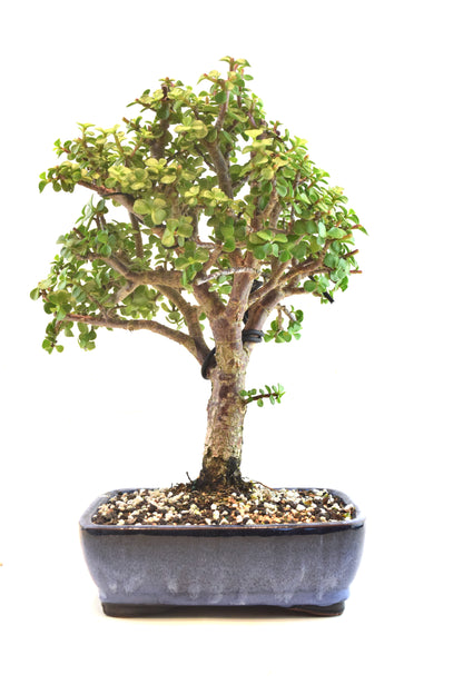 Dwarf Green Jade Ceramic 8" Pot - One of a Kind Bonsai
