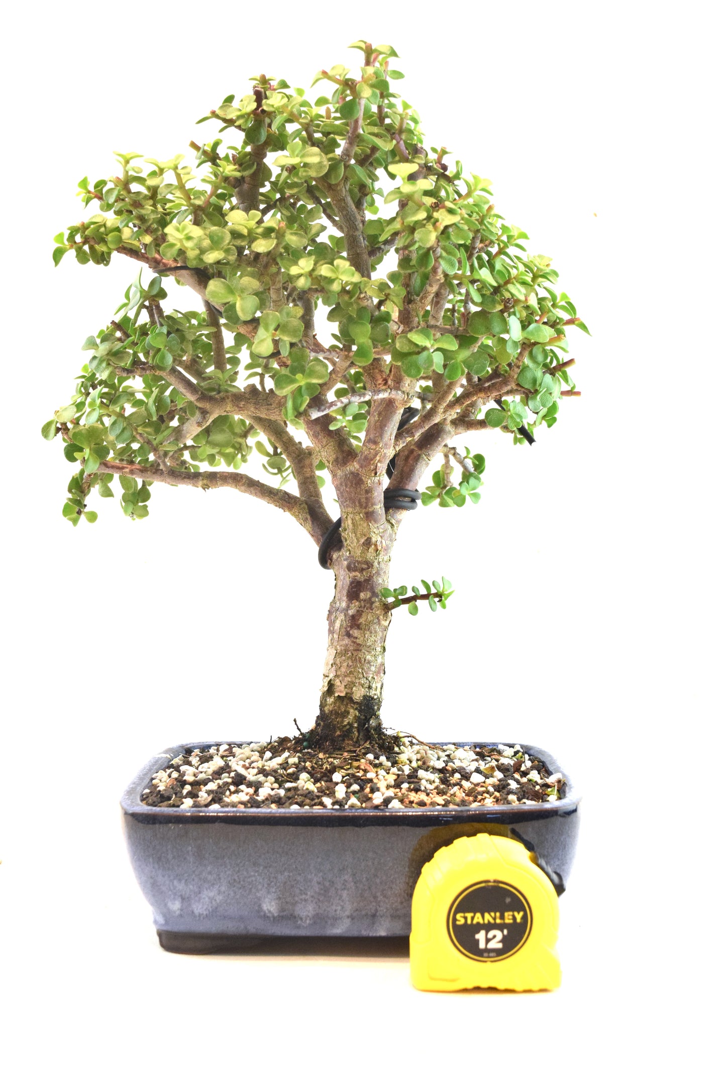 Dwarf Green Jade Ceramic 8" Pot - One of a Kind Bonsai